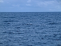 Obraz 472